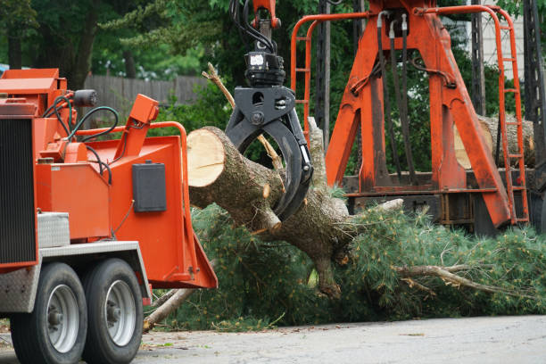 Best Tree Stump Removal  in Pickens, SC